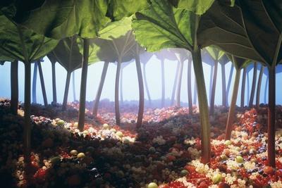 Rhubarb Forest with a Berry Floor