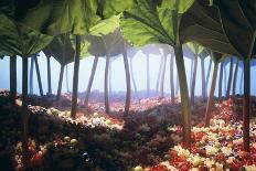 Rhubarb Forest with a Berry Floor-Hartmut Seehuber-Photographic Print