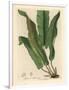 Harts-Tongue Fern, Asplenium Scolopendrium-James Sowerby-Framed Giclee Print