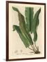 Harts-Tongue Fern, Asplenium Scolopendrium-James Sowerby-Framed Giclee Print