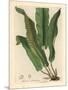 Harts-Tongue Fern, Asplenium Scolopendrium-James Sowerby-Mounted Giclee Print