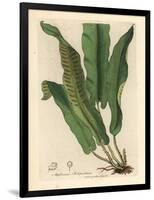 Harts-Tongue Fern, Asplenium Scolopendrium-James Sowerby-Framed Giclee Print