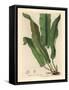 Harts-Tongue Fern, Asplenium Scolopendrium-James Sowerby-Framed Stretched Canvas
