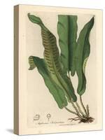 Harts-Tongue Fern, Asplenium Scolopendrium-James Sowerby-Stretched Canvas