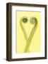 Harts tongue fern leaf unfurling in heart shape, Cornwall, UK-Ross Hoddinott-Framed Photographic Print