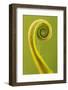 Harts Tongue Fern (Phyllitis Scolopendrium) Leaf Unfurling, Cornwall, UK, May-Ross Hoddinott-Framed Photographic Print