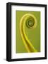 Harts Tongue Fern (Phyllitis Scolopendrium) Leaf Unfurling, Cornwall, UK, May-Ross Hoddinott-Framed Photographic Print