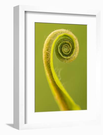 Harts Tongue Fern (Phyllitis Scolopendrium) Leaf Unfurling, Cornwall, UK, May-Ross Hoddinott-Framed Photographic Print