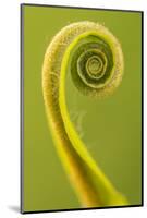 Harts Tongue Fern (Phyllitis Scolopendrium) Leaf Unfurling, Cornwall, UK, May-Ross Hoddinott-Mounted Photographic Print