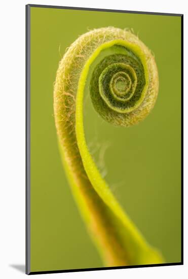 Harts Tongue Fern (Phyllitis Scolopendrium) Leaf Unfurling, Cornwall, UK, May-Ross Hoddinott-Mounted Photographic Print