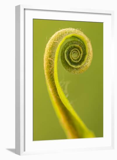 Harts Tongue Fern (Phyllitis Scolopendrium) Leaf Unfurling, Cornwall, UK, May-Ross Hoddinott-Framed Photographic Print