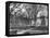 Harvard University, Cambridge, Massachusetts, USA, Late 19th or Early 20th Century-null-Framed Stretched Canvas
