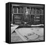 Harvard University Professor Sammuel Eliot Morison Studying a Map in One of Harvard's Libraries-Dmitri Kessel-Framed Stretched Canvas