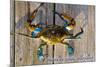 Harve De Grace, Maryland - Blue Crab on Dock-Lantern Press-Mounted Premium Giclee Print