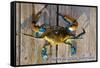 Harve De Grace, Maryland - Blue Crab on Dock-Lantern Press-Framed Stretched Canvas