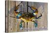 Harve De Grace, Maryland - Blue Crab on Dock-Lantern Press-Stretched Canvas