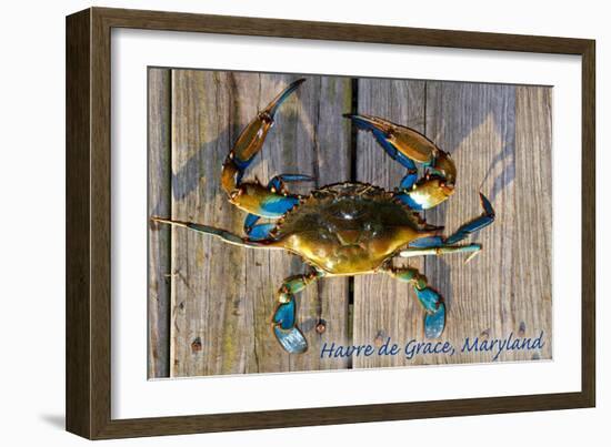 Harve De Grace, Maryland - Blue Crab on Dock-Lantern Press-Framed Art Print