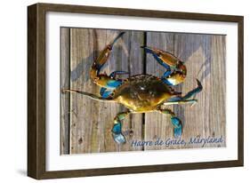 Harve De Grace, Maryland - Blue Crab on Dock-Lantern Press-Framed Art Print