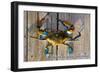 Harve De Grace, Maryland - Blue Crab on Dock-Lantern Press-Framed Art Print