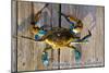 Harve De Grace, Maryland - Blue Crab on Dock-Lantern Press-Mounted Art Print