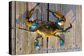 Harve De Grace, Maryland - Blue Crab on Dock-Lantern Press-Stretched Canvas