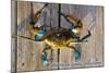 Harve De Grace, Maryland - Blue Crab on Dock-Lantern Press-Mounted Art Print