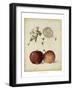 Harvest Apples I-Heinrich Pfeiffer-Framed Art Print