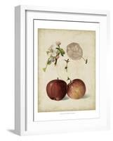 Harvest Apples I-Heinrich Pfeiffer-Framed Art Print