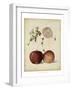 Harvest Apples I-Heinrich Pfeiffer-Framed Art Print