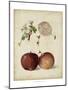 Harvest Apples I-Heinrich Pfeiffer-Mounted Art Print