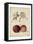 Harvest Apples I-Heinrich Pfeiffer-Framed Stretched Canvas