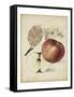 Harvest Apples II-Heinrich Pfeiffer-Framed Stretched Canvas