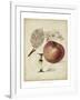 Harvest Apples II-Heinrich Pfeiffer-Framed Art Print