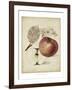 Harvest Apples II-Heinrich Pfeiffer-Framed Art Print