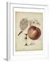 Harvest Apples II-Heinrich Pfeiffer-Framed Art Print