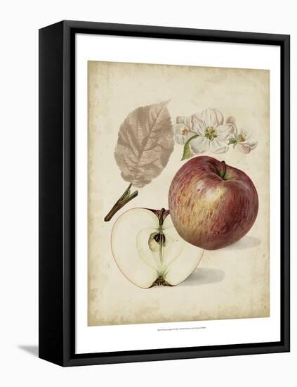 Harvest Apples II-Heinrich Pfeiffer-Framed Stretched Canvas