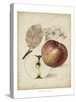 Harvest Apples II-Heinrich Pfeiffer-Stretched Canvas