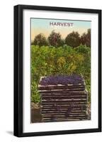 Harvest, Flats of Grapes-null-Framed Art Print