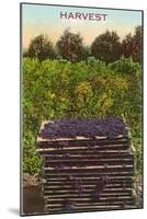 Harvest, Flats of Grapes-null-Mounted Art Print