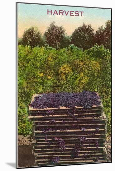 Harvest, Flats of Grapes-null-Mounted Art Print