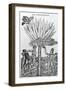 Harvest from 'Singularities of France Antarctique', by Andre De Thevet, 1558-null-Framed Giclee Print