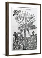 Harvest from 'Singularities of France Antarctique', by Andre De Thevet, 1558-null-Framed Giclee Print