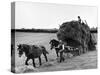 Harvest Horse and Cart-null-Stretched Canvas