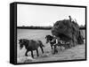 Harvest Horse and Cart-null-Framed Stretched Canvas