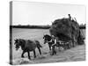 Harvest Horse and Cart-null-Stretched Canvas