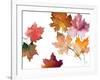 Harvest Leaves II-Lanie Loreth-Framed Art Print