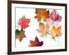 Harvest Leaves II-Lanie Loreth-Framed Art Print