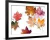 Harvest Leaves II-Lanie Loreth-Framed Art Print