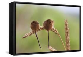 Harvest Mice (Micromys Minutus), Captive, UK, June-Ann & Steve Toon-Framed Stretched Canvas