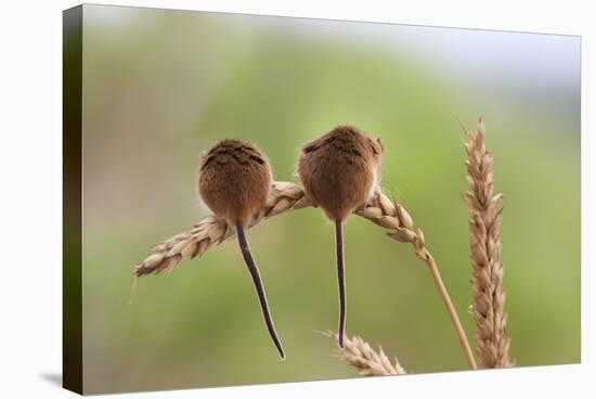 Harvest Mice (Micromys Minutus), Captive, UK, June-Ann & Steve Toon-Stretched Canvas